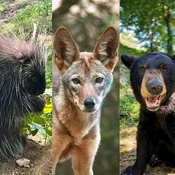 Animal Encounters