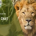 Afternoon Big Cat Chat