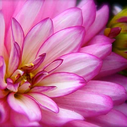 Flower Power: Dahlia Photography Course