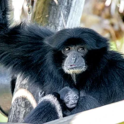 Conservation Connections: International Primate Day 2026