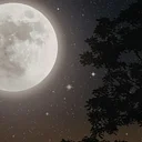 Full Moon Forest Bathing – Frick Park