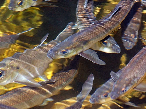 Migration in Motion: Alewives and the Fish Ladder at Damariscotta Mills