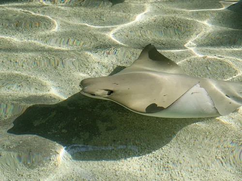 (Opening Date) Stingrays at Caribbean Cove