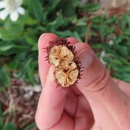 Plant Phenology (July 27)