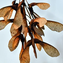 Gardening with Kids: Weird and Wonderful Seeds