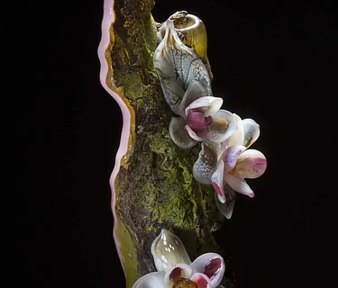 Drop-in Tour: Women’s History Month