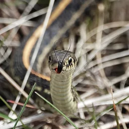 Reptile Awareness Day