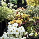 Summer Sun Floral Arranging