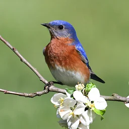 Featured Speaker Series: Birding Manatee County Parks & Preserves