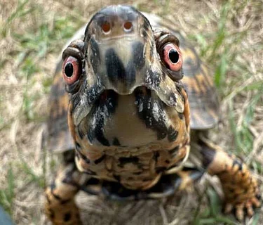 Living with our Wild Neighbors