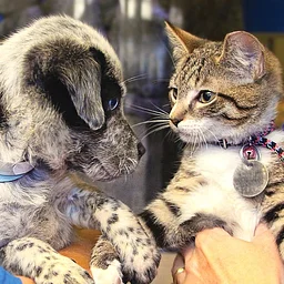 Norman Animal Welfare