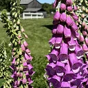 Poisonous Plants (Walk & Talk)