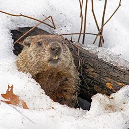 Tree Time: Hibernation I