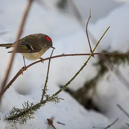 Morning Bird Walks