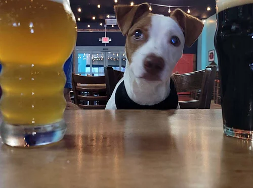 Yappy Hour and Stray Paws Adoption Event