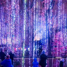 Garden Lights, Holiday Nights