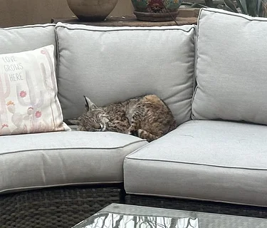 Lecture – Backyard Wildlife