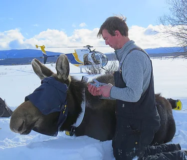 Checking In On Montana’s Moose: A Recap of FWP’s 10-Year Moose Study