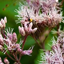 Nature Photography for Wellbeing – Frick Park