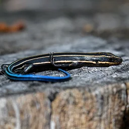 Reptiles of Indiana