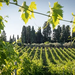 La Terra Tuscany • Phoenix • 5:00 to 6:00 PM