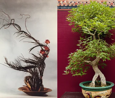 The Art of Ikebana and Bonsai