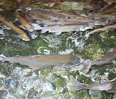 Berkshire National Fish Hatchery Hike in New Marlborough and Fly Tying Clinic