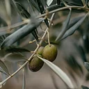 Taste of Terroir: Savor the Essence of Olive Oil