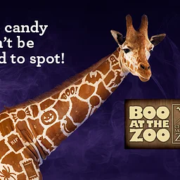 Boo at the Zoo – (October 16, 17, 23-25, 30 & 31)