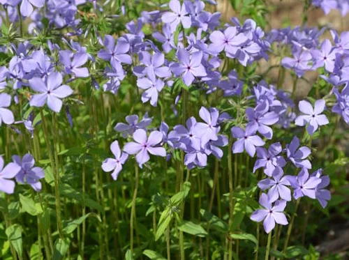 Take Home Pollinator Garden