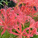August Garden Tour