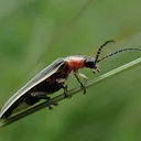 The Secret World of Fireflies