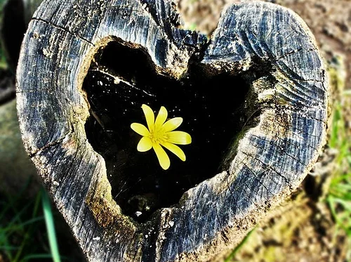 Ladies Lunch Club & Private Garden Tour- Sara Corliss (private event)