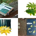Nature Journaling: A Virtual Program