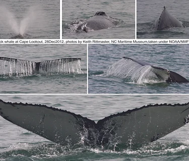 Whales in North Carolina