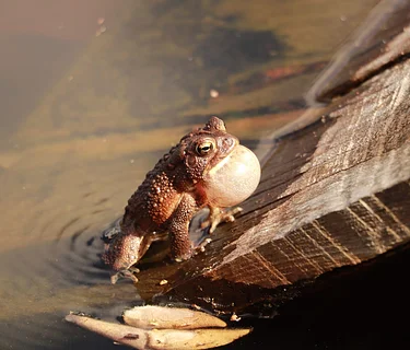 Creatures of the Night: Froggy Night Adventure