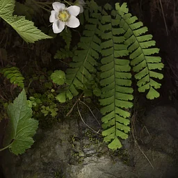 Wand Scanners and Pinhole Cameras w/ Melinda Hurst Frye