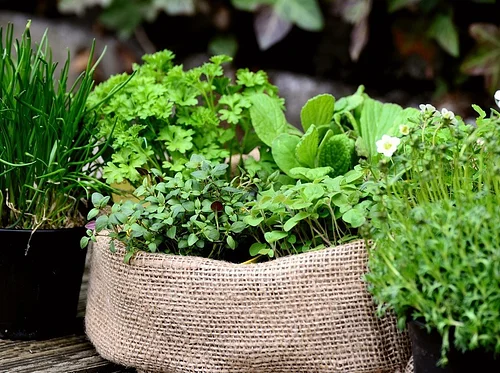 Growing and Using Culinary Herbs