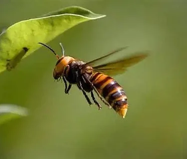 World of Insects Workshop