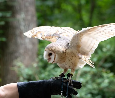 Hard of Hearing Night: Owl Odyssey