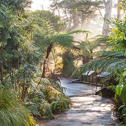 Member Volunteer Mornings: Ancient Plant Garden