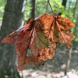 A Photographic Walk in the Woods with Thad Kubis