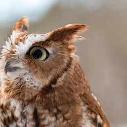 Owl Prowl (register)