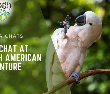 Bird Chat At South American Adventure