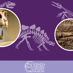 The Bone War: Dig Like an Early Paleontologist