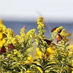 Butterflies in Bloom at North River (Marshfield)