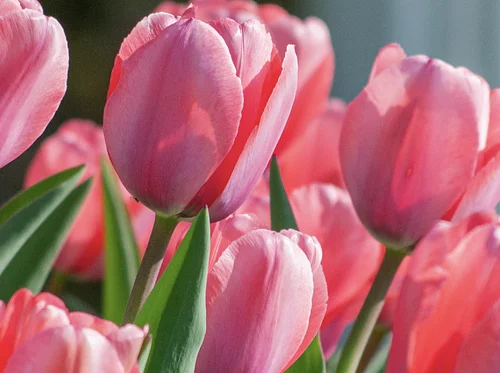 Barbara Hack Oil Painting Class