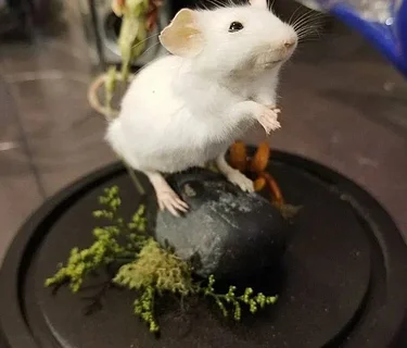 Mouse Taxidermy Class