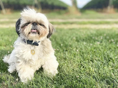 National Dog Mom Day at Corey Creek
