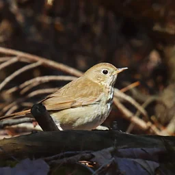 Evening Bird Walk (August 27)